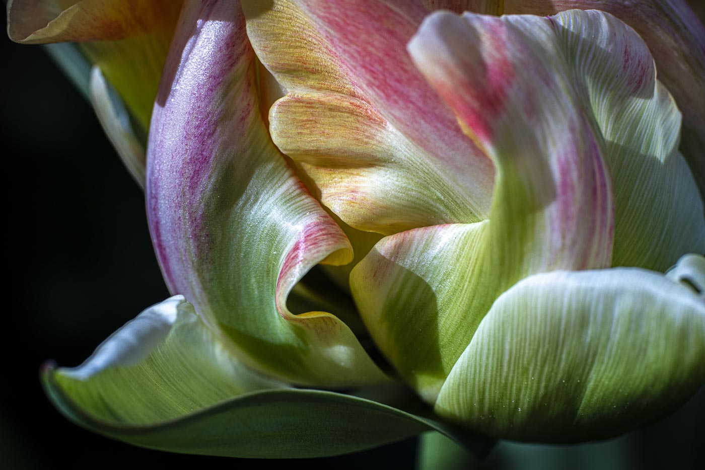 Parrot Tulip Revealing Itself
Archival Digital Print