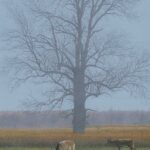 "At the Meadow's Edge" acrylic, $3,000