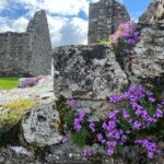 "Purple Blooms at Ancient Monastic Site in Ireland" digital print on paper by Lorraine Quinn $200 SOLD